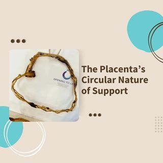 placentas circular nature blog image